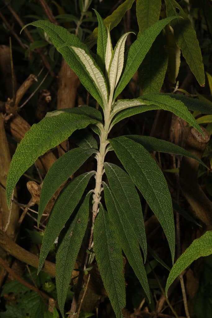 Buddleja globosa Hope