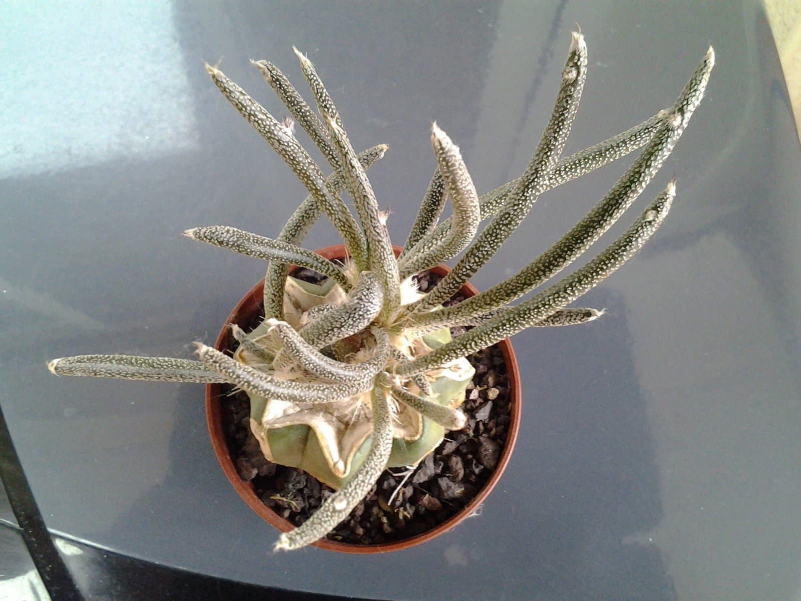 Astrophytum caput-medusae (Velazco & Nevárez) D.R.Hunt