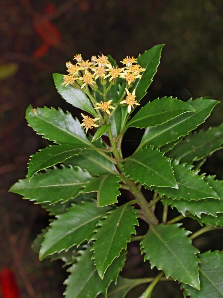 Lordhowea insularis (Benth.) B.Nord.