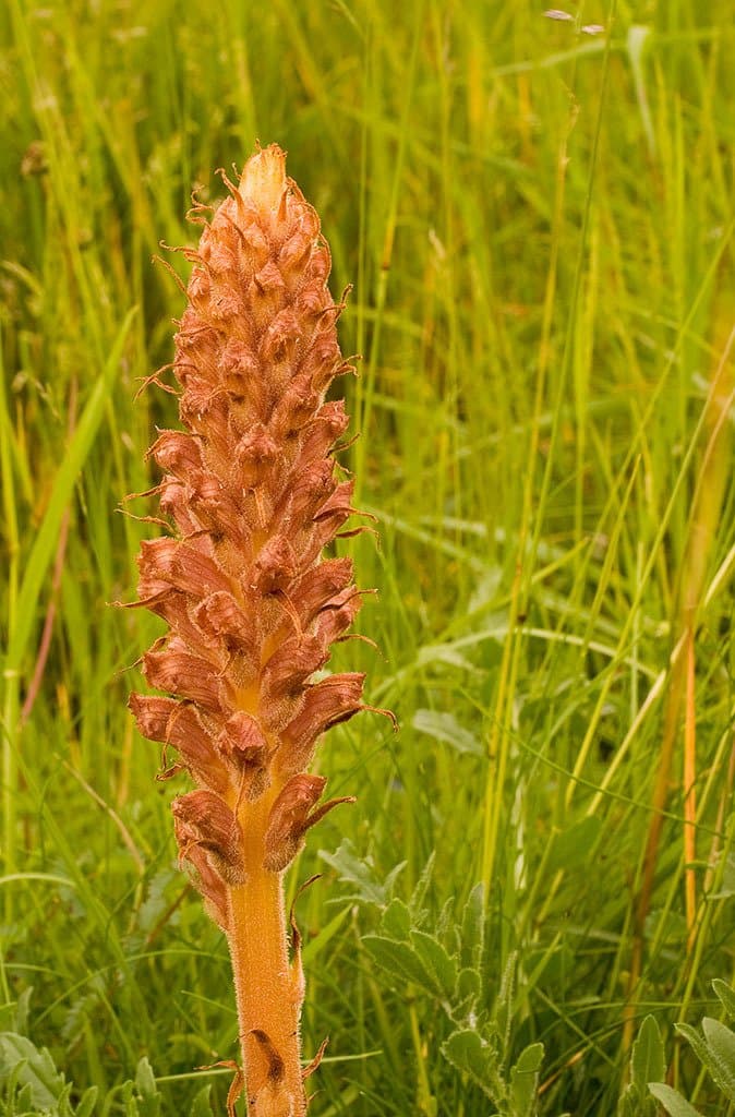 Orobanche elatior Sutton