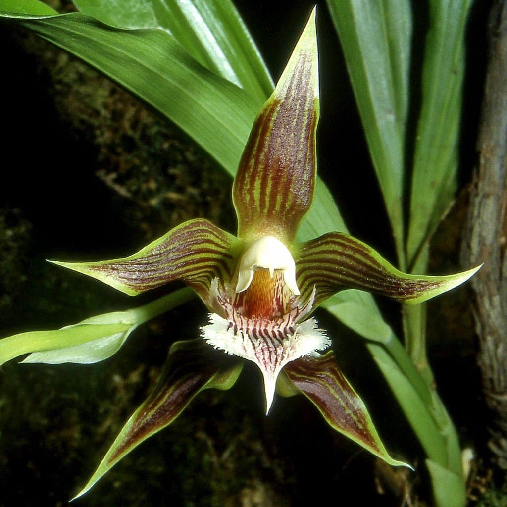 Galeottia grandiflora A.Rich.