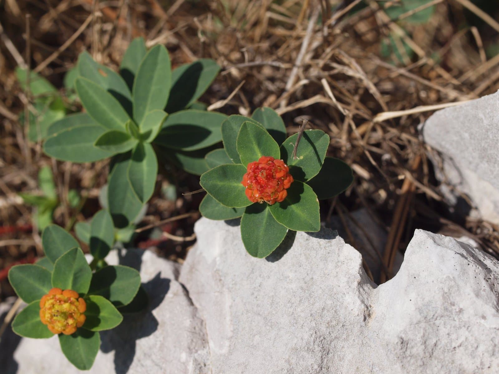 Euphorbia capitulata Rchb.