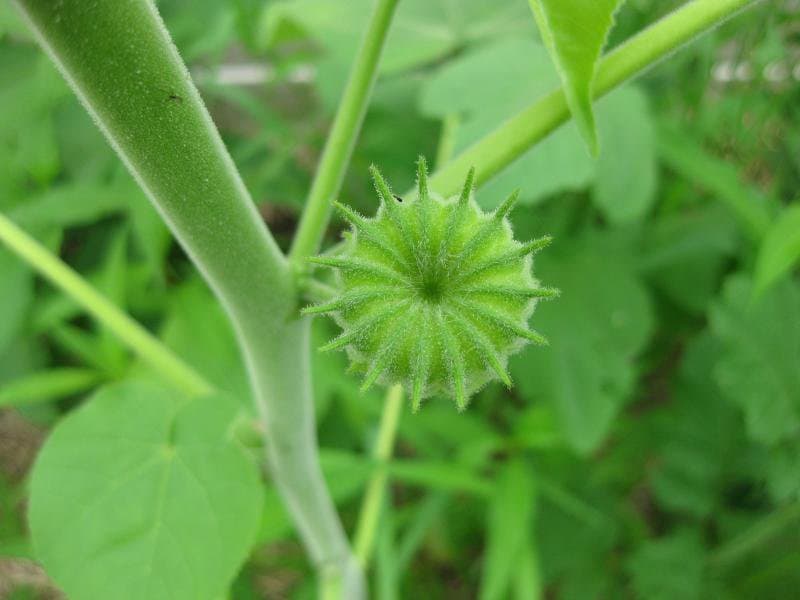 Abutilon theophrasti Medik.