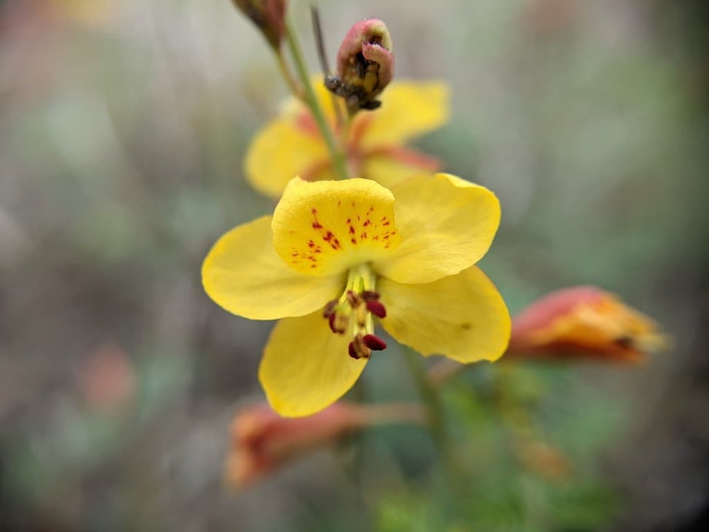 Hoffmannseggia drummondii Torr. & A.Gray