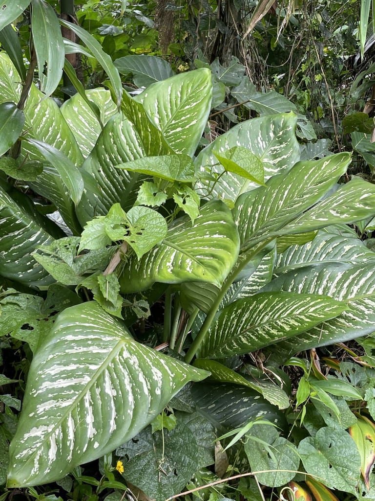 Dieffenbachia seguine (Jacq.) Schott