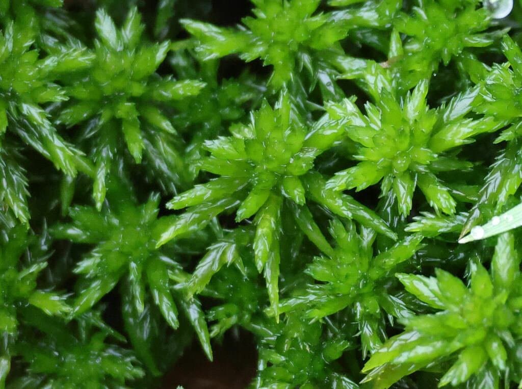 Sphagnum inundatum Russow