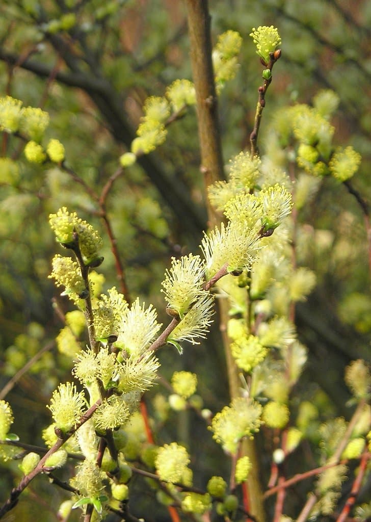 Salix repens L.