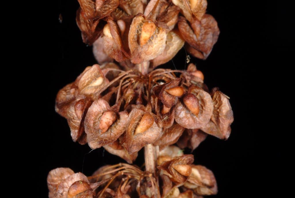 Rumex crispus L.