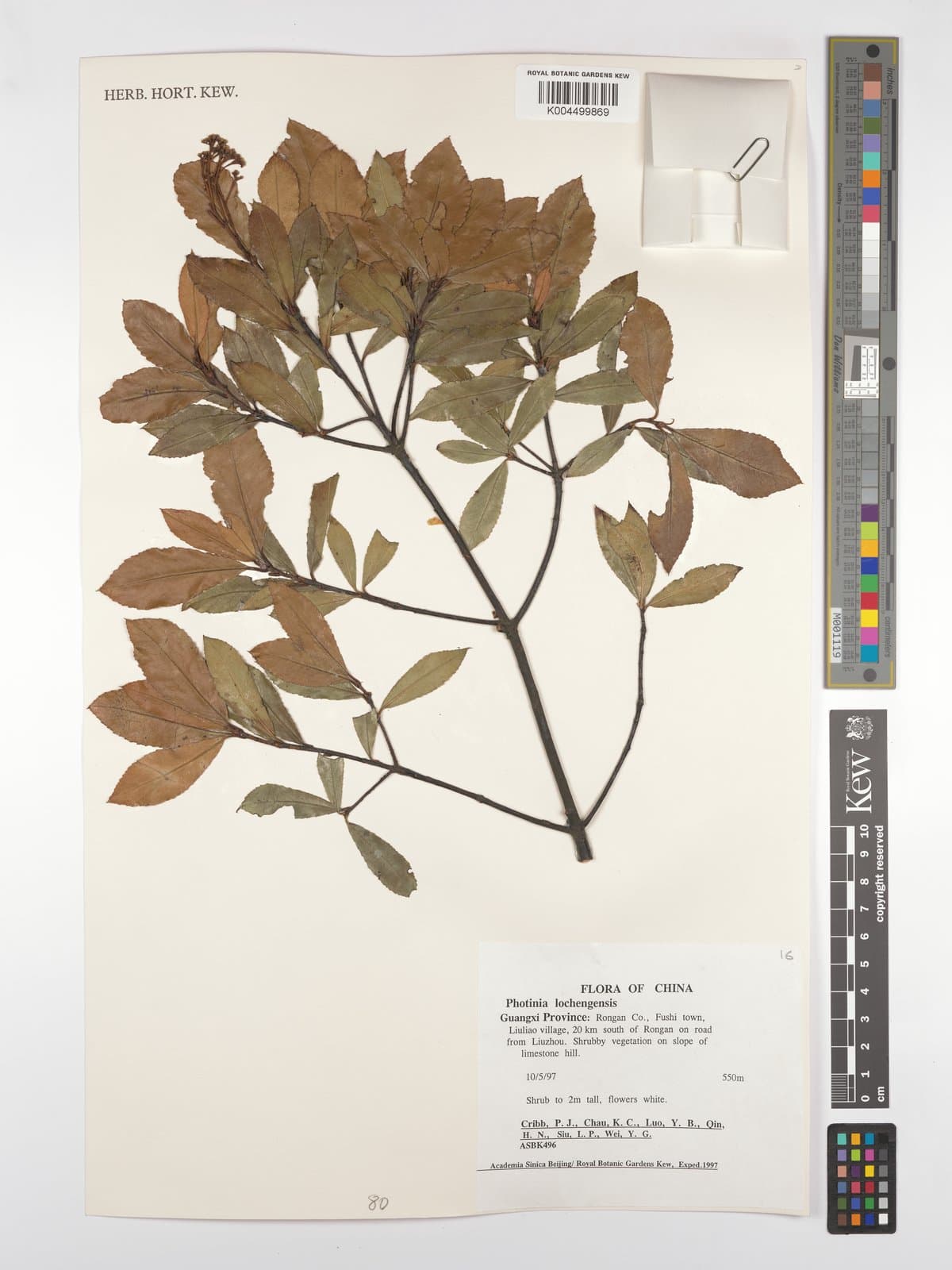 Photinia lochengensis T.T.Yu