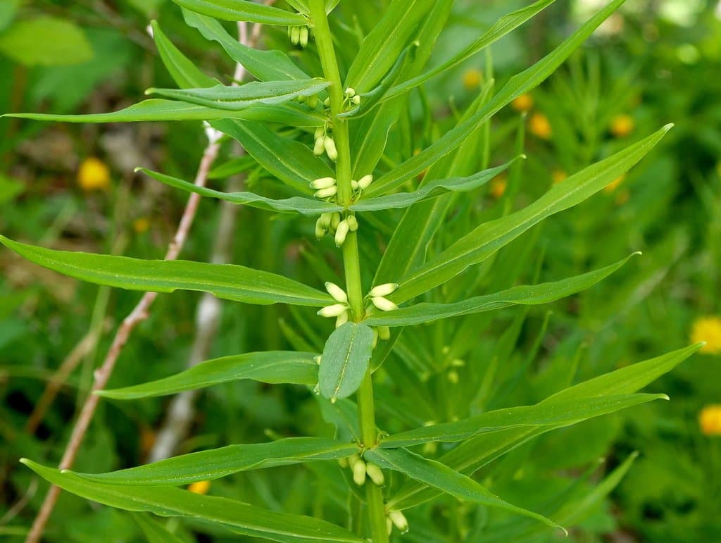 Polygonatum verticillatum (L.) All.