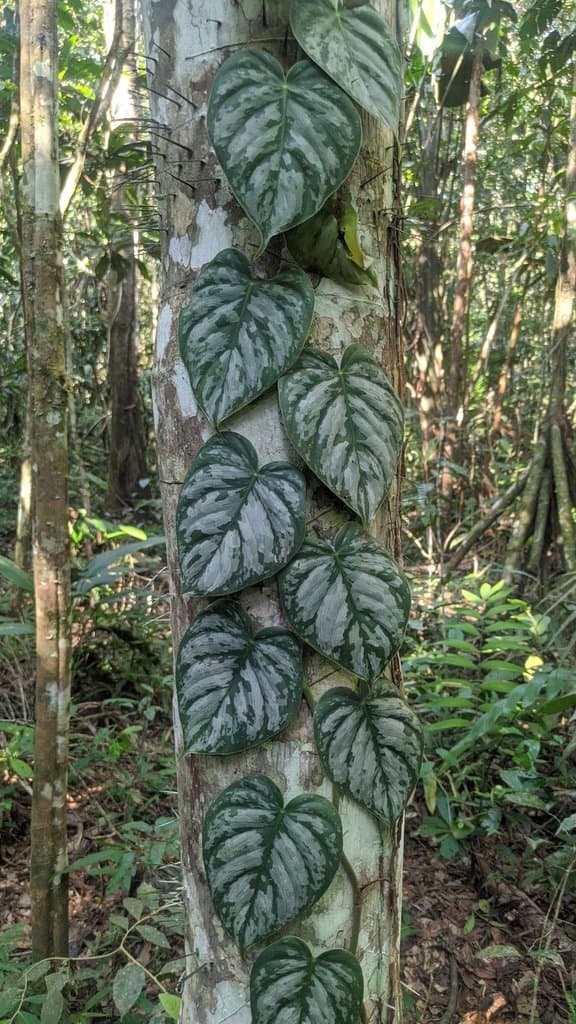 Philodendron brandtianum K.Krause