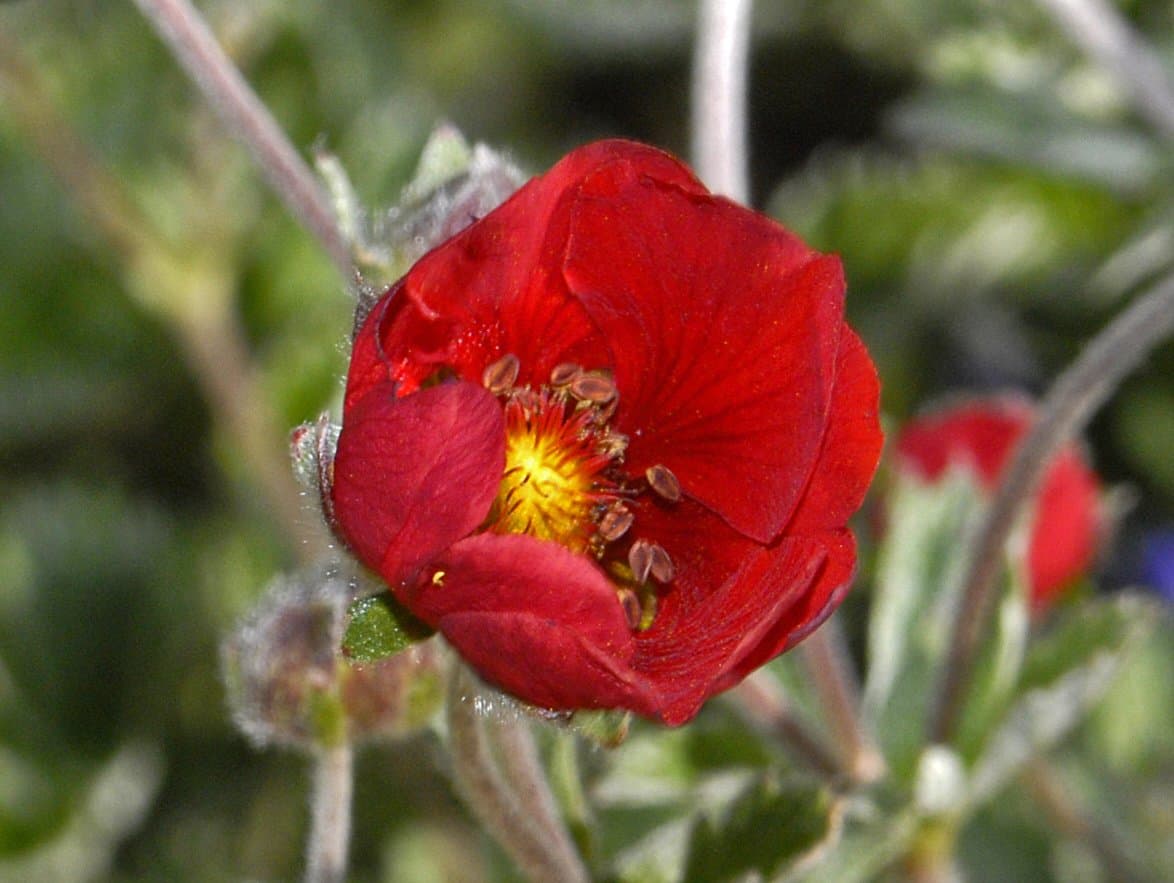 Potentilla nepalensis Hook.