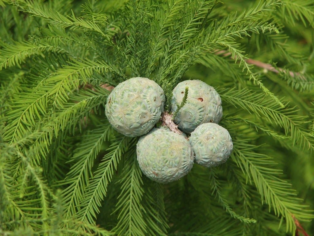 Taxodium distichum (L.) Rich.