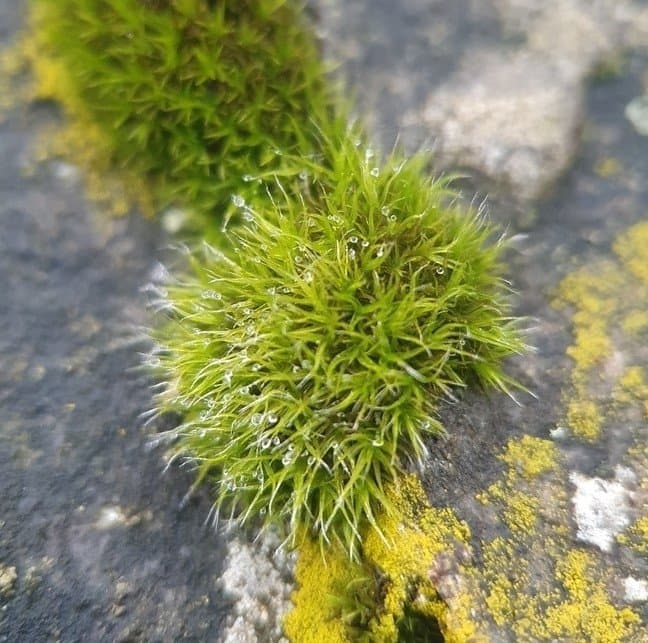 Grimmia trichophylla Grev.
