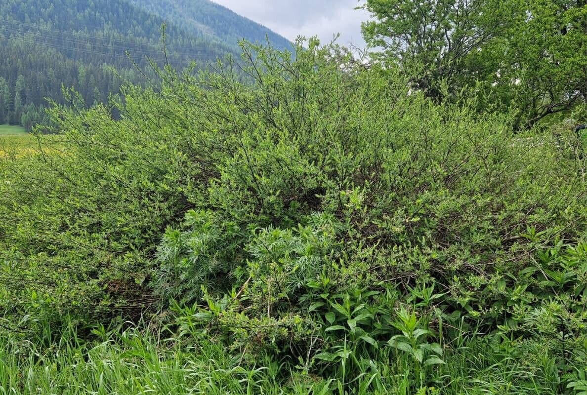 Salix caesia Vill.