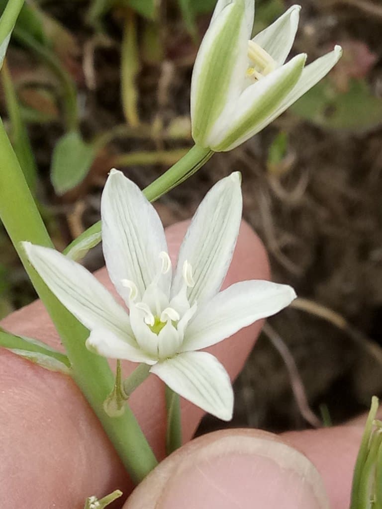 Ornithogalum narbonense L.