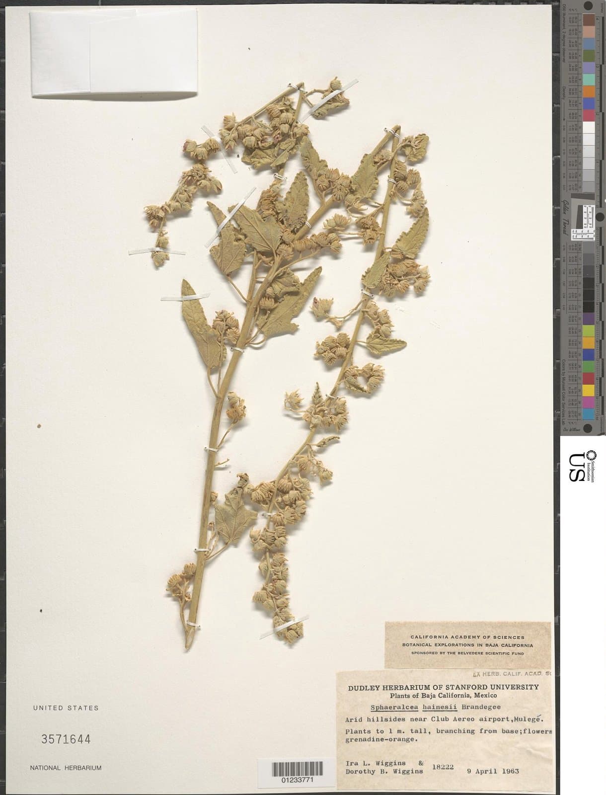 Sphaeralcea hainesii Brandegee