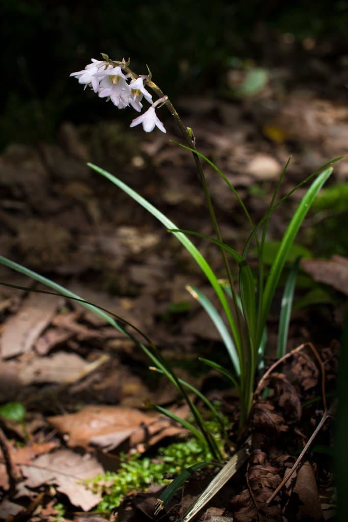 Ophiopogon japonicus (Thunb.) Ker Gawl.