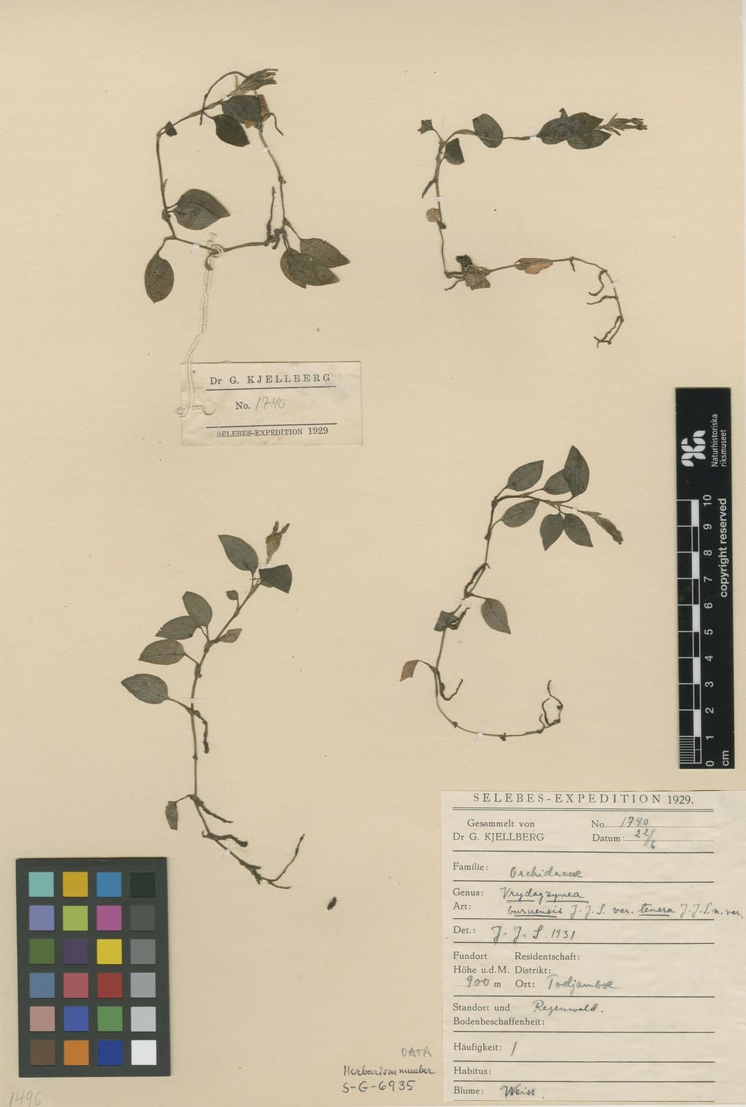 Vrydagzynea buruensis J.J.Sm.