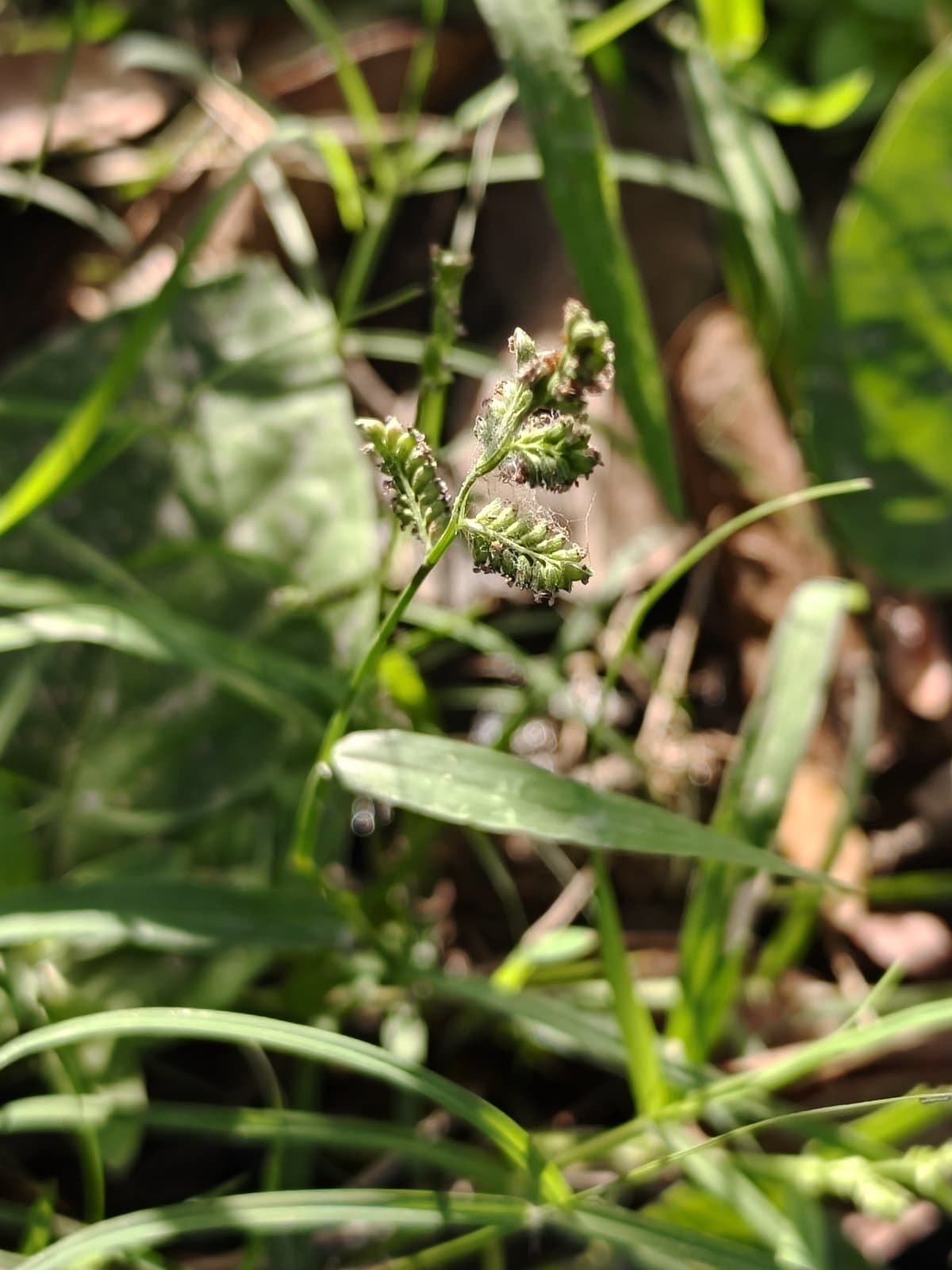Echinochloa colonum (L.) Link
