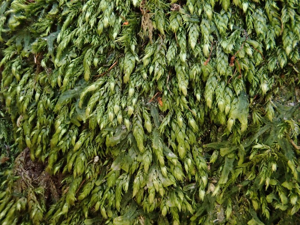 Taxiphyllum wissgrillii (Garov.) Wijk & Margad.