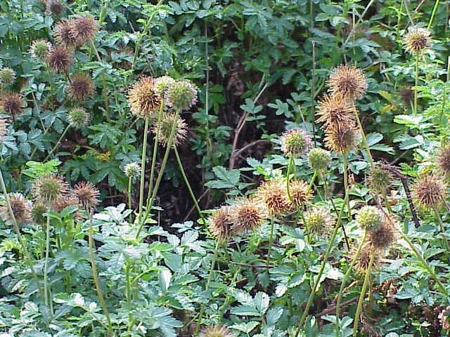 Acaena novae-zelandiae Kirk