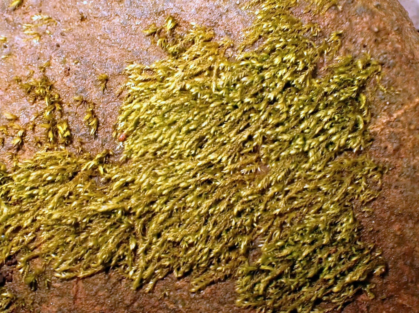 Heterocladium flaccidum (Schimp.) A.J.E.Sm.