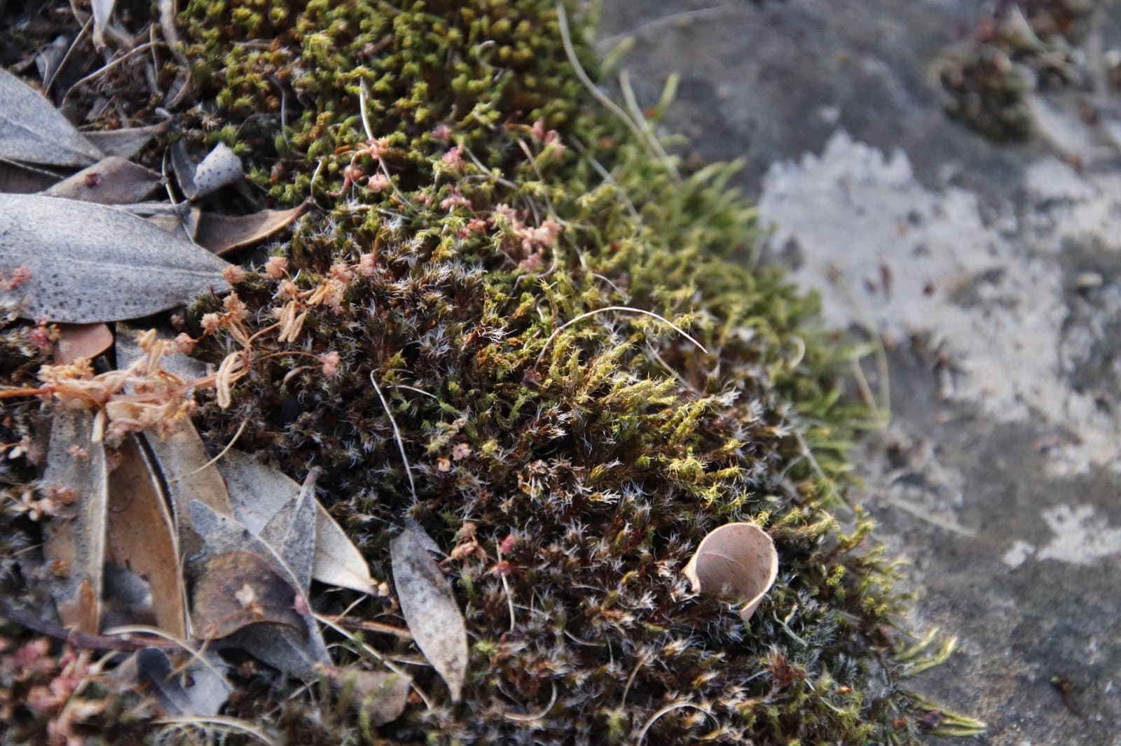 Syntrichia leucostega (Müll.Hal.) R.H.Zander