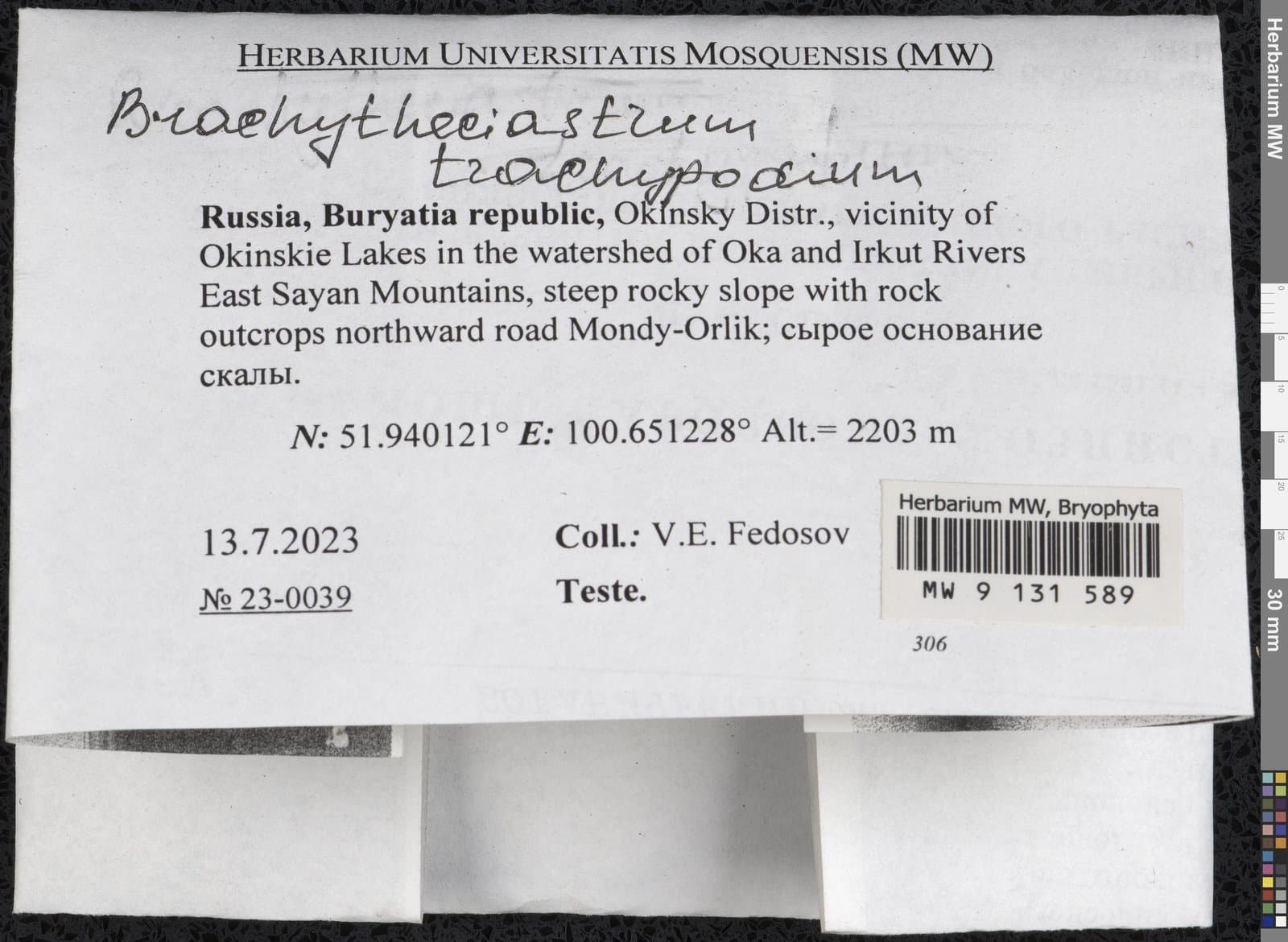 Brachytheciastrum trachypodium (Brid.) Ignatov & Huttunen