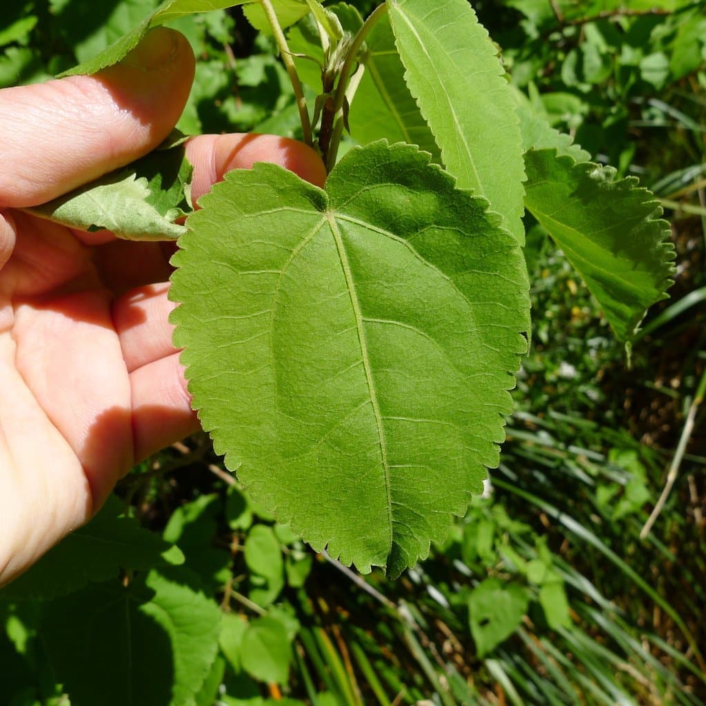 Hoheria glabrata Sprague & Summerh.