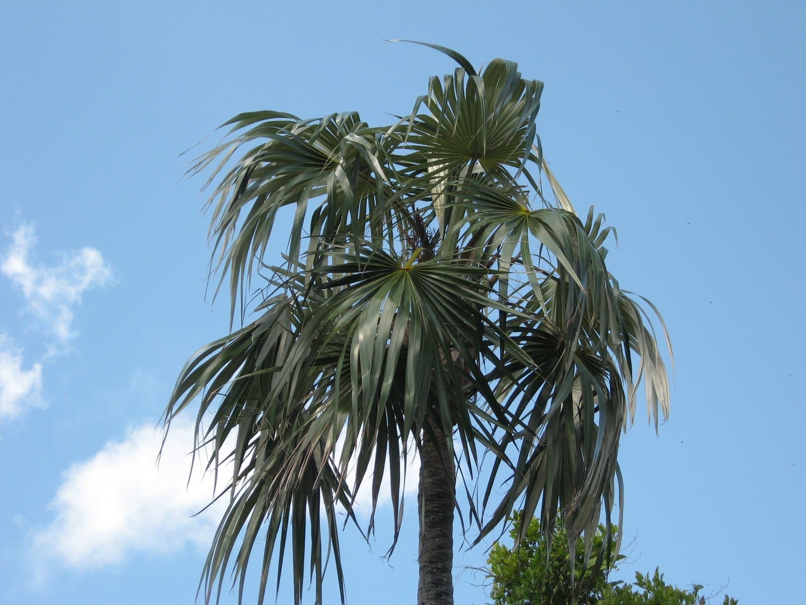 Coccothrinax argentata (Jacq.) L.H.Bailey