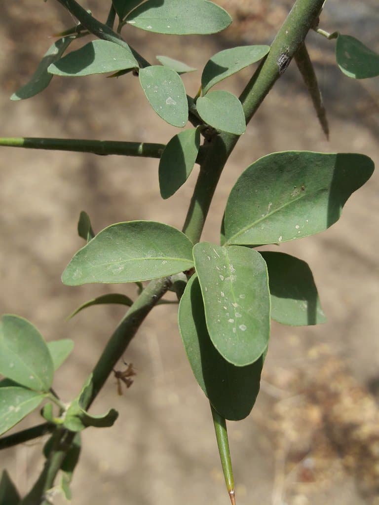 Balanites aegyptiaca (L.) Delile