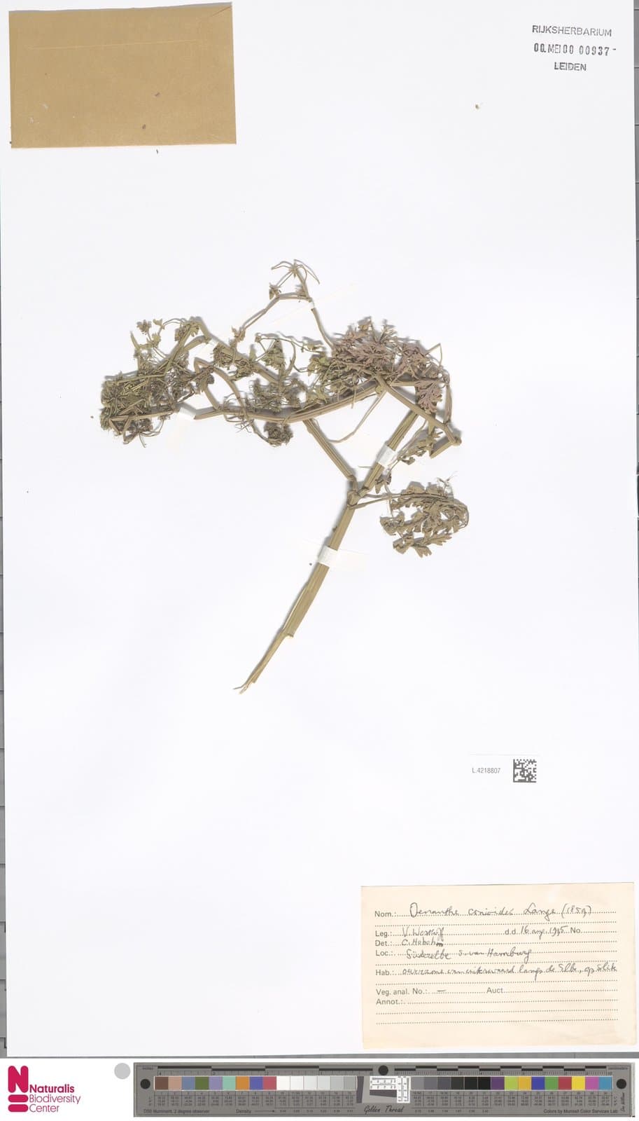 Oenanthe conioides Nolte ex Lange