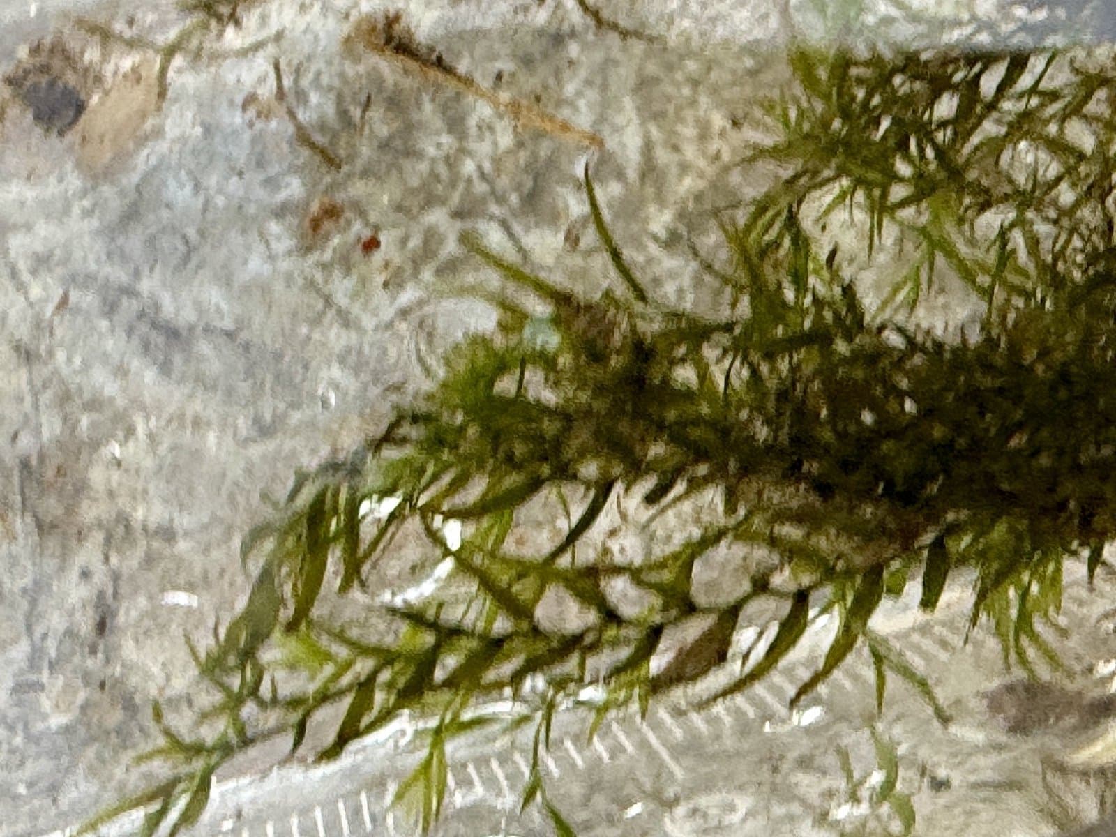 Fissidens fontanus (Bach.Pyl.) Steud.