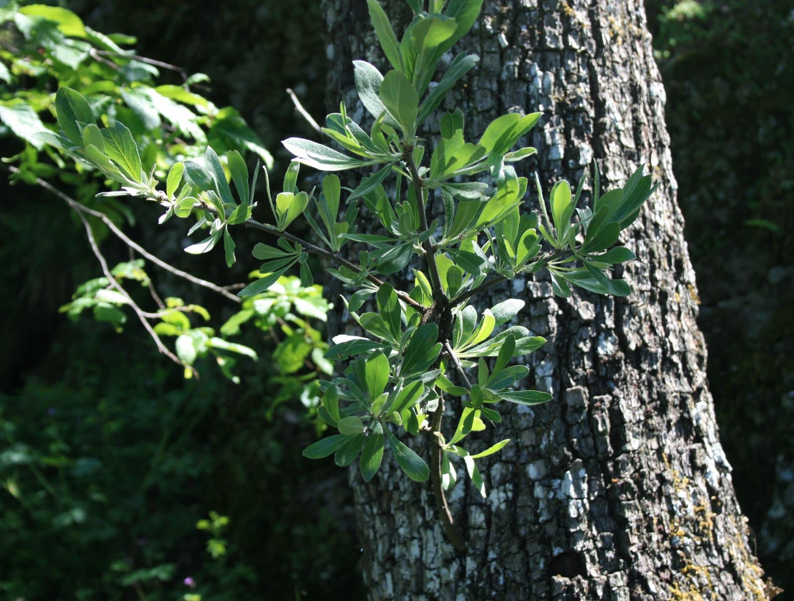 Pyrus elaeagrifolia Pall.