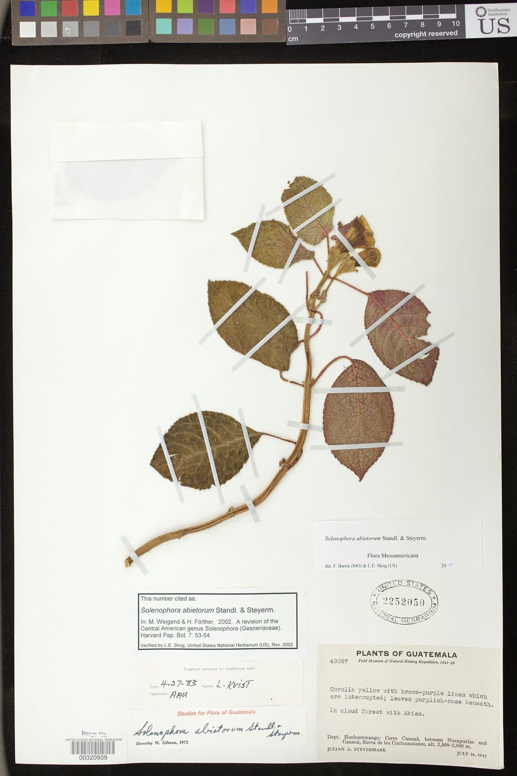 Solenophora abietorum Standl. & Steyerm.