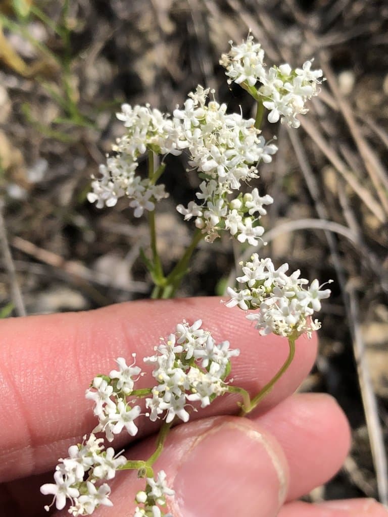 Valerianella amarella (Lindh. ex Engelm.) Krok