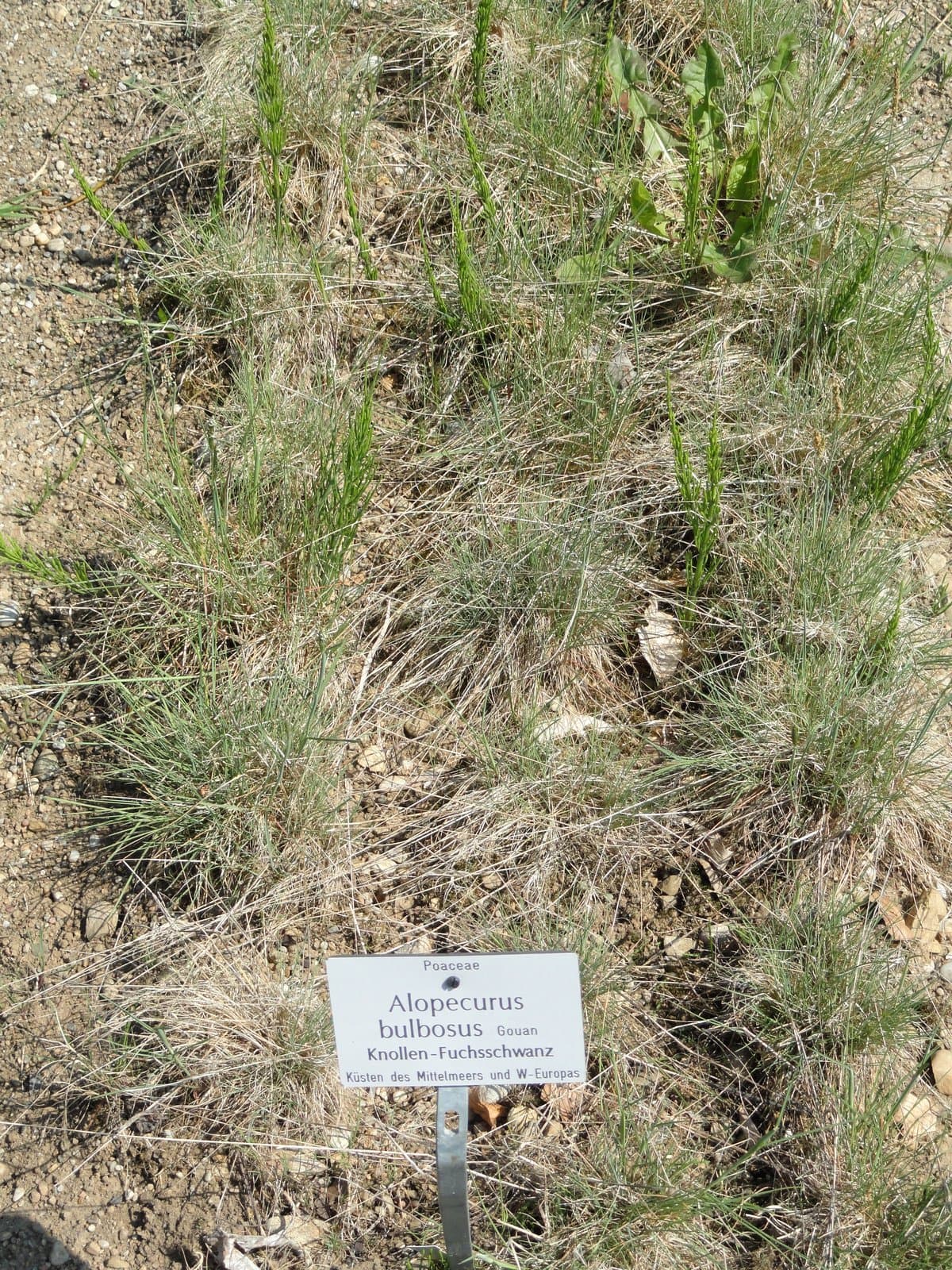 Alopecurus bulbosus Gouan