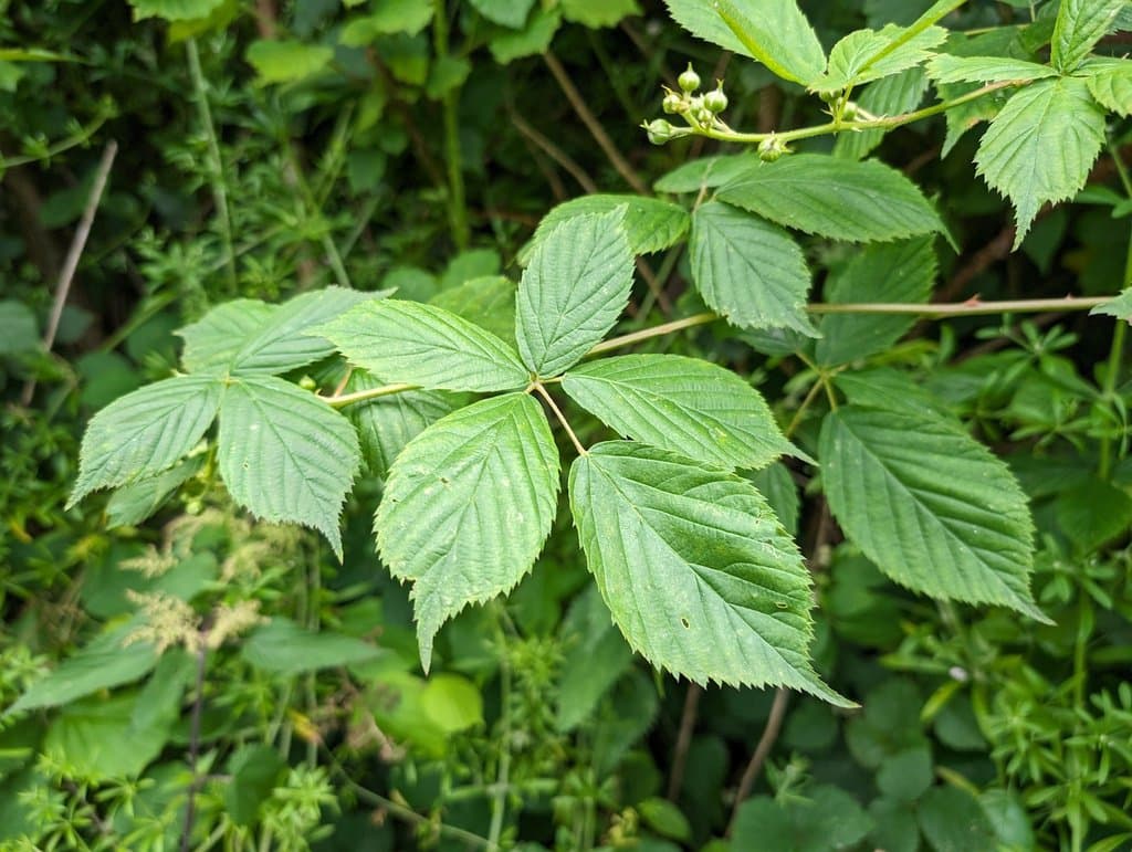 Rubus sulcatus Vest