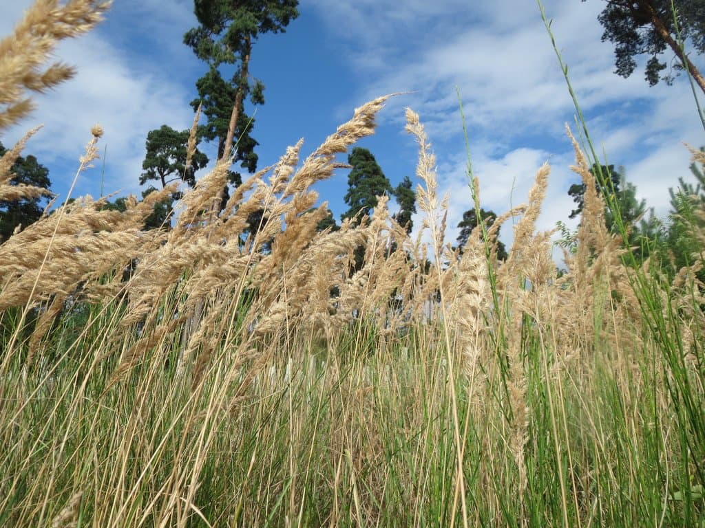 Calamagrostis epigejos (L.) Roth