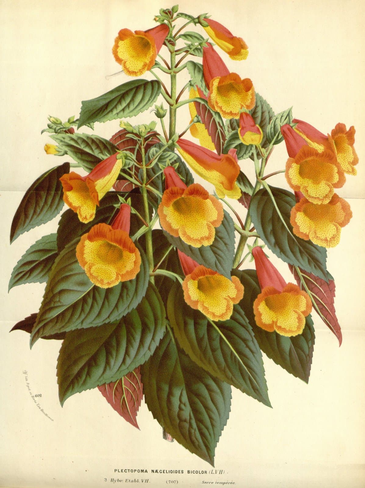 ×Smithicodonia naegelioides (Van Houtte) Wiehler