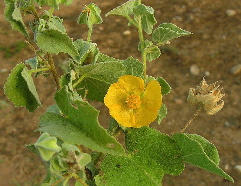 Horsfordia newberryi (S.Watson) A.Gray
