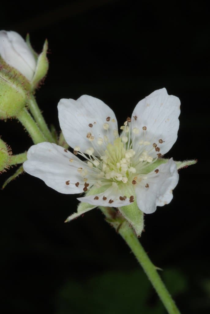 Rubus caesius L.