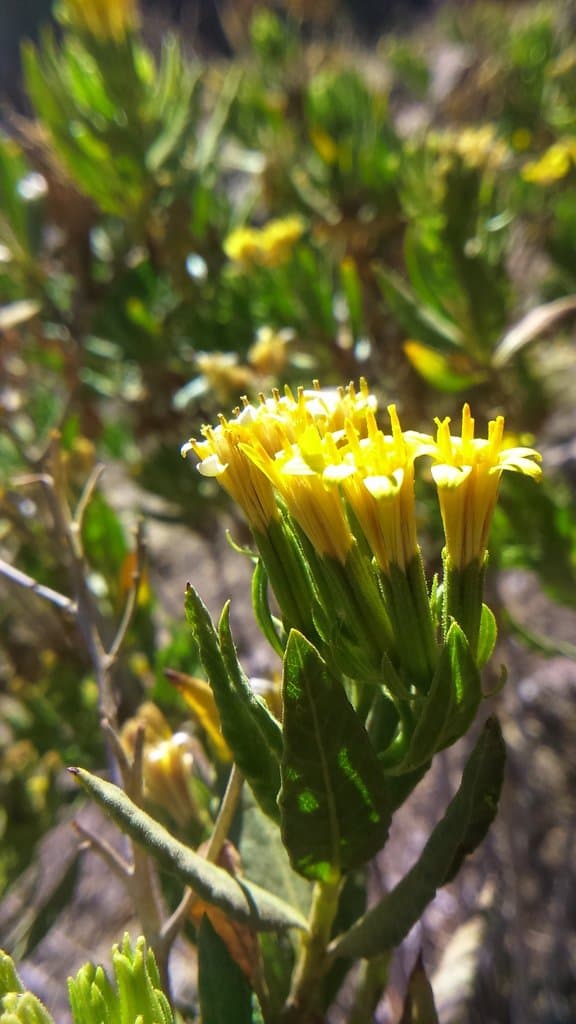 Trixis cacalioides (Kunth) D.Don