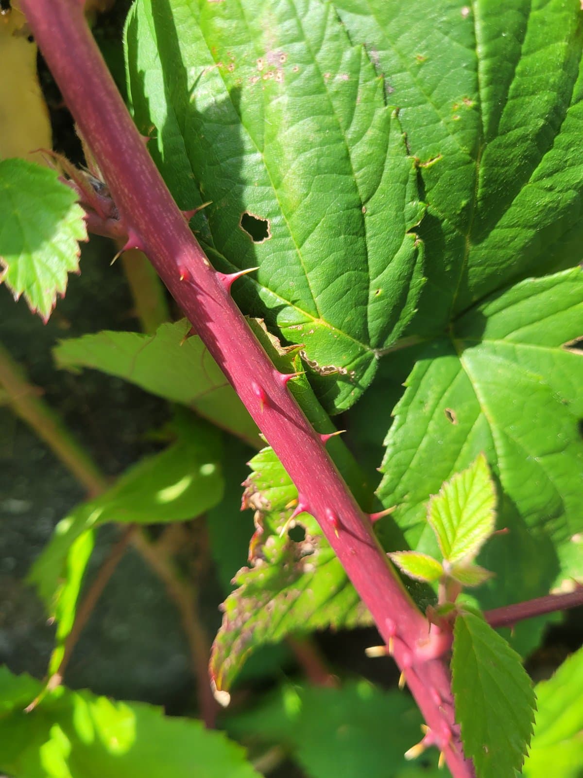 Rubus gothicus Frid. & Gelert ex E.H.L.Krause