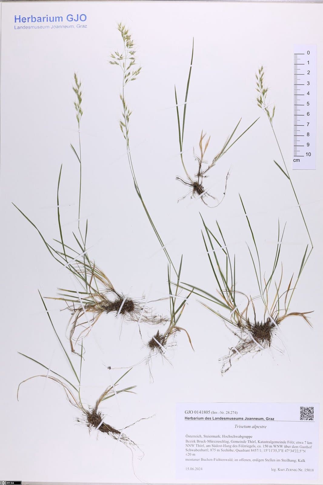 Trisetum alpestre (Host) P.Beauv.