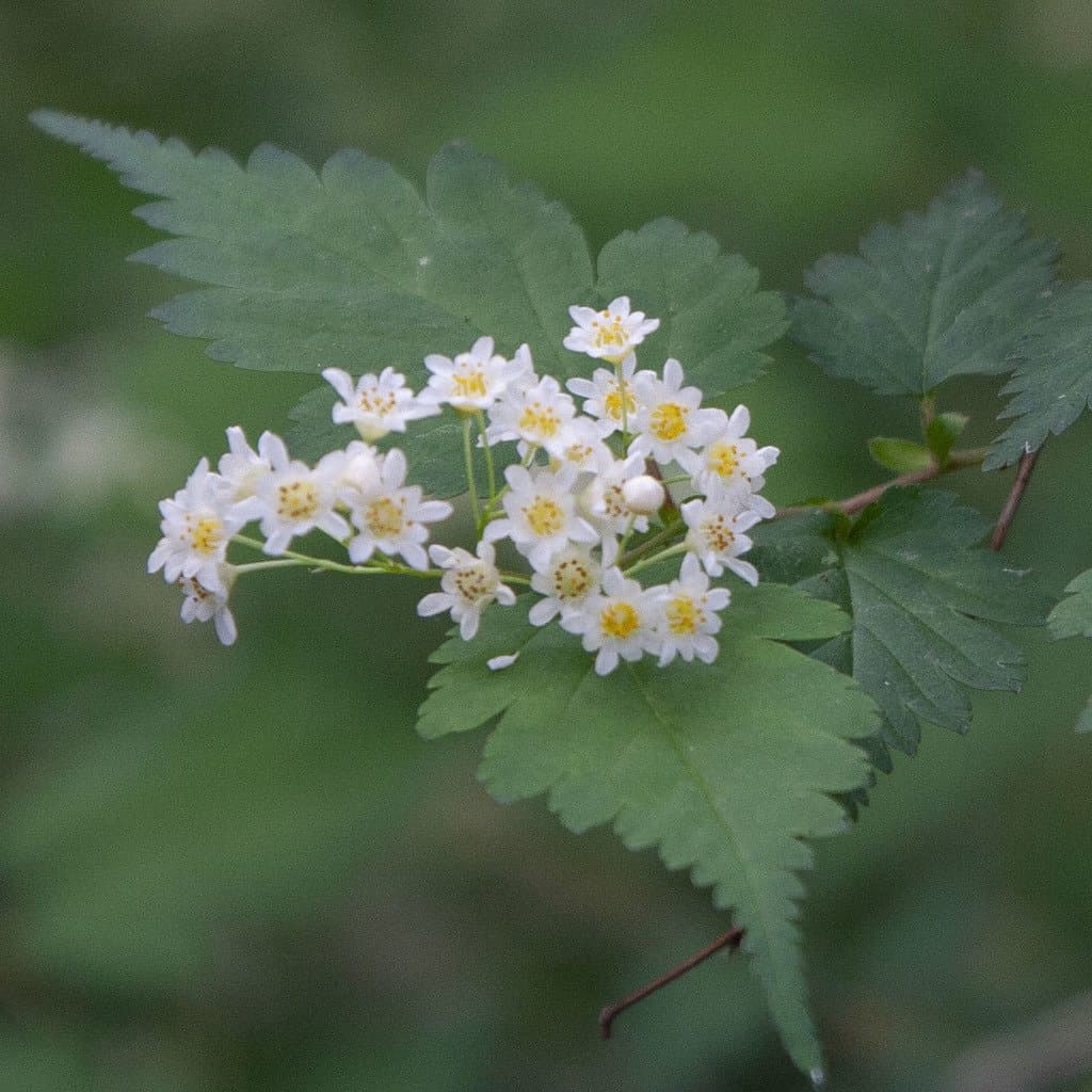 Neillia incisa (Thunb.) S.H.Oh