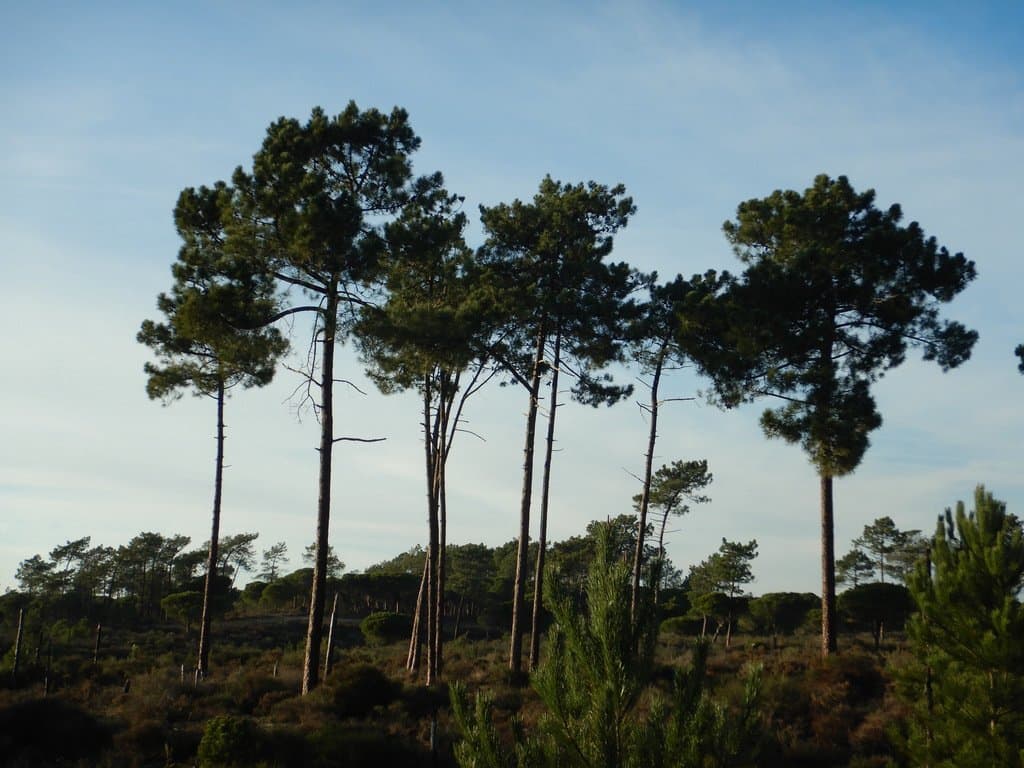 Pinus pinaster Aiton