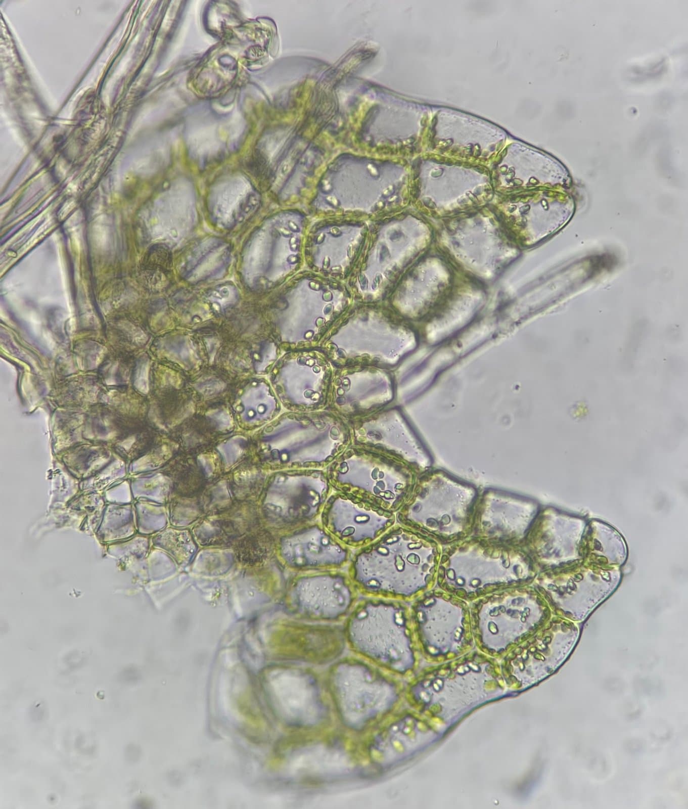 Calypogeia sphagnicola (Arnell & J.Perss.) Warnst. & Loeske