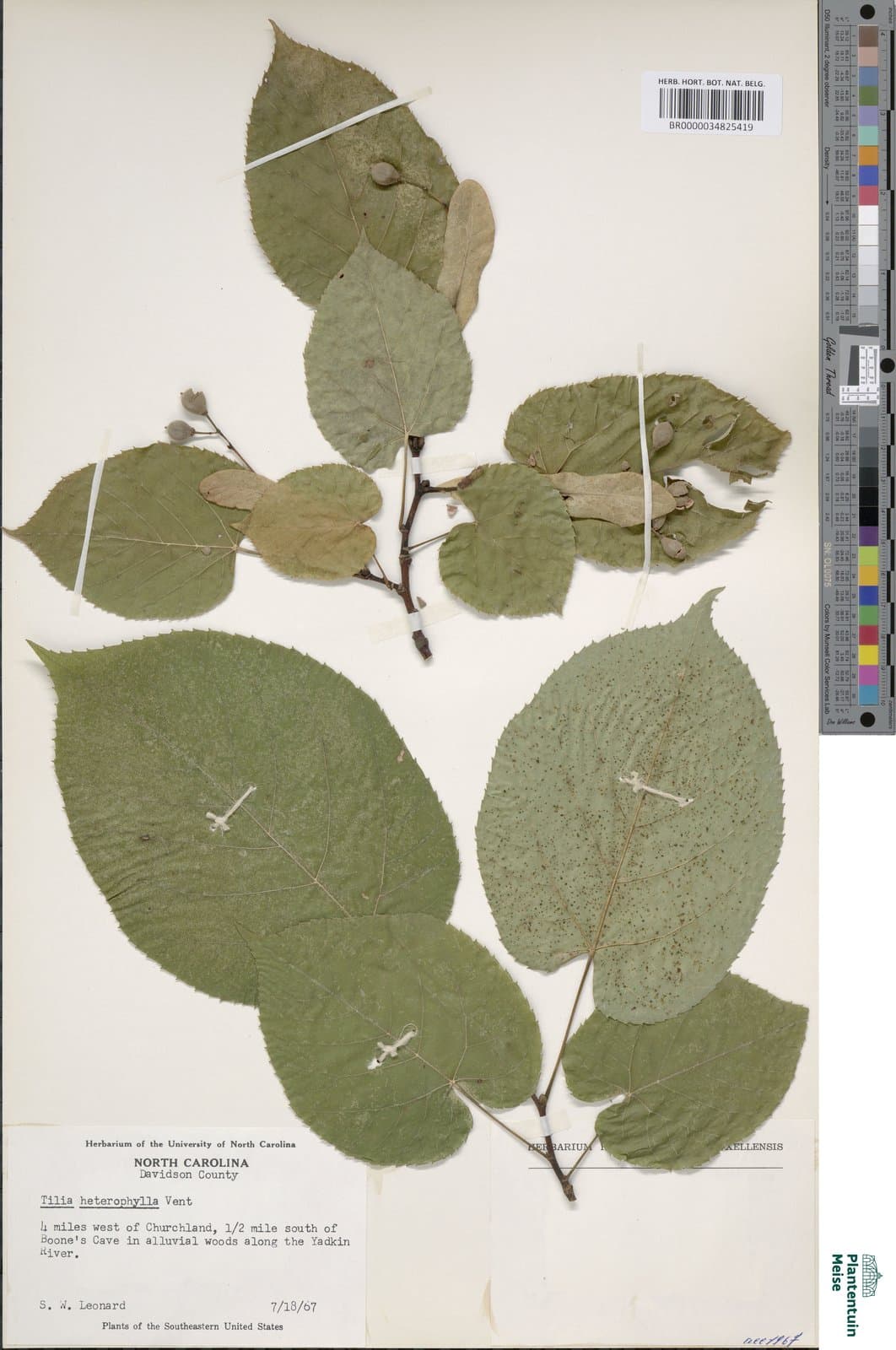 Tilia heterophylla hort. ex K.Koch, 1869